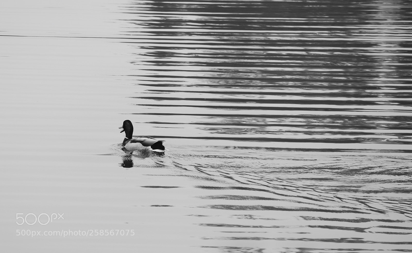Nikon D3300 sample photo. Wild duck photography