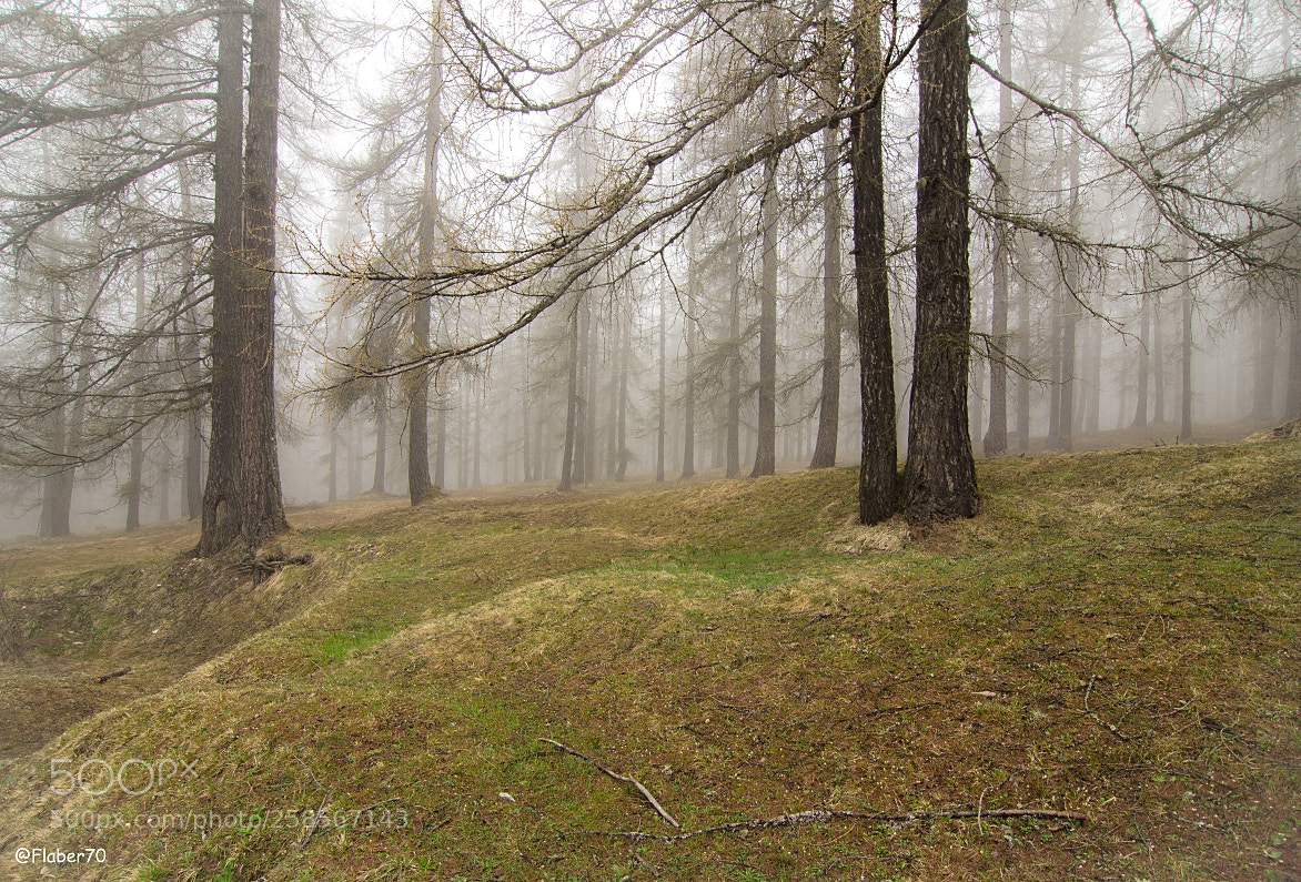 Nikon D7000 sample photo. Foggy day 2 photography