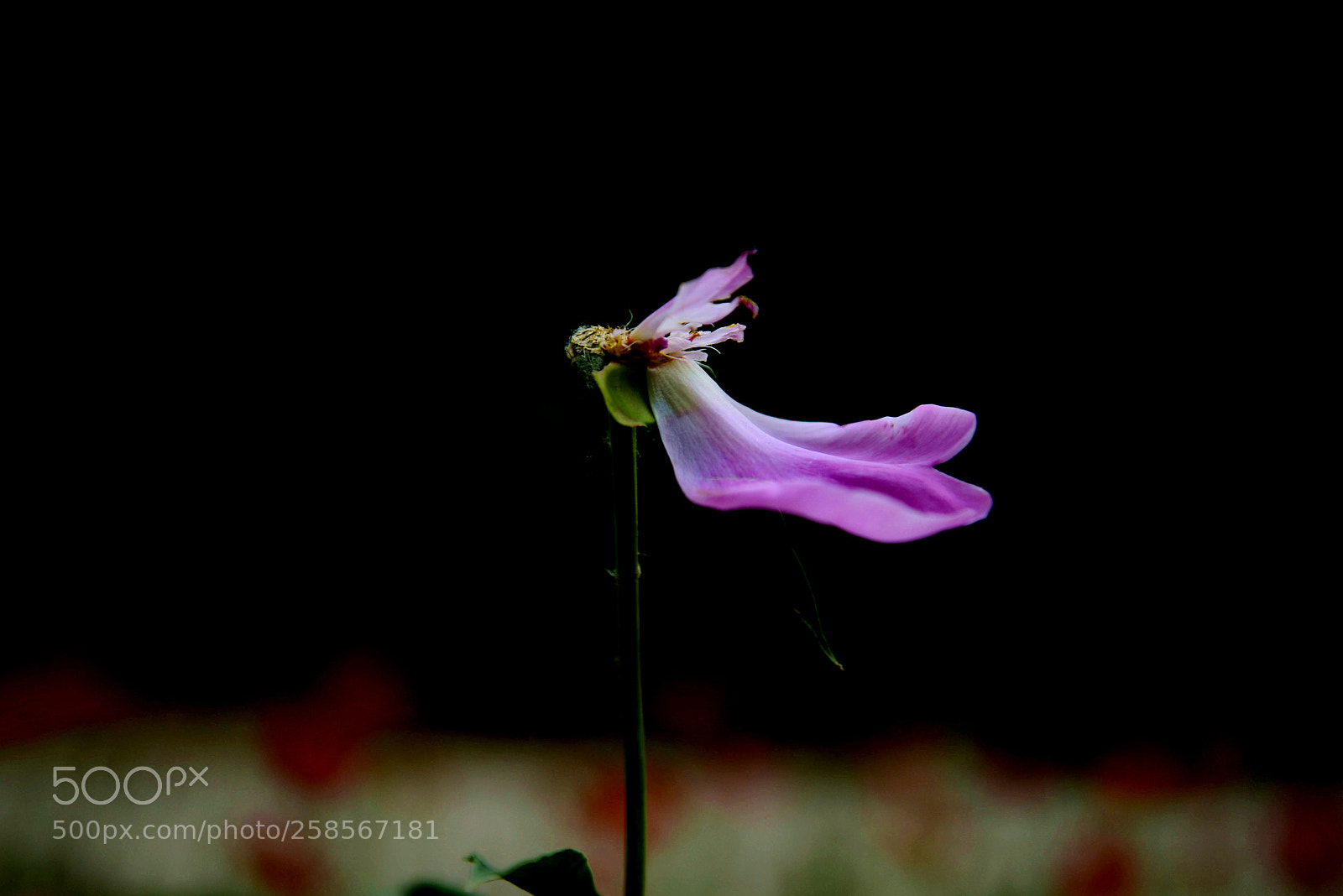 Nikon D800 sample photo. Untitled photography