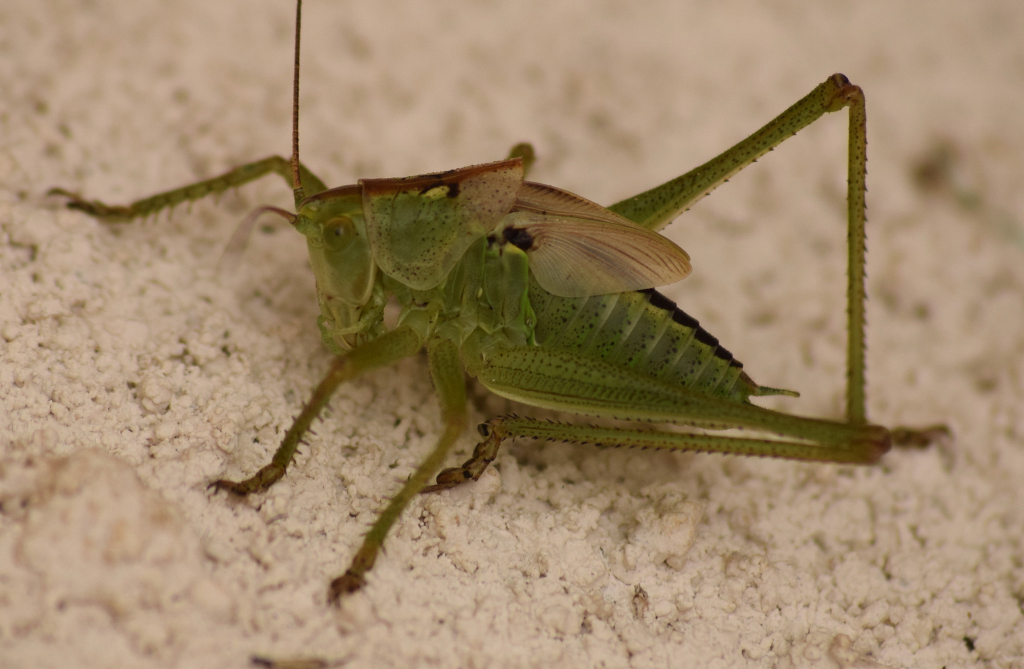 Sigma 70-300mm F4-5.6 APO DG Macro sample photo. One giant aphid photography