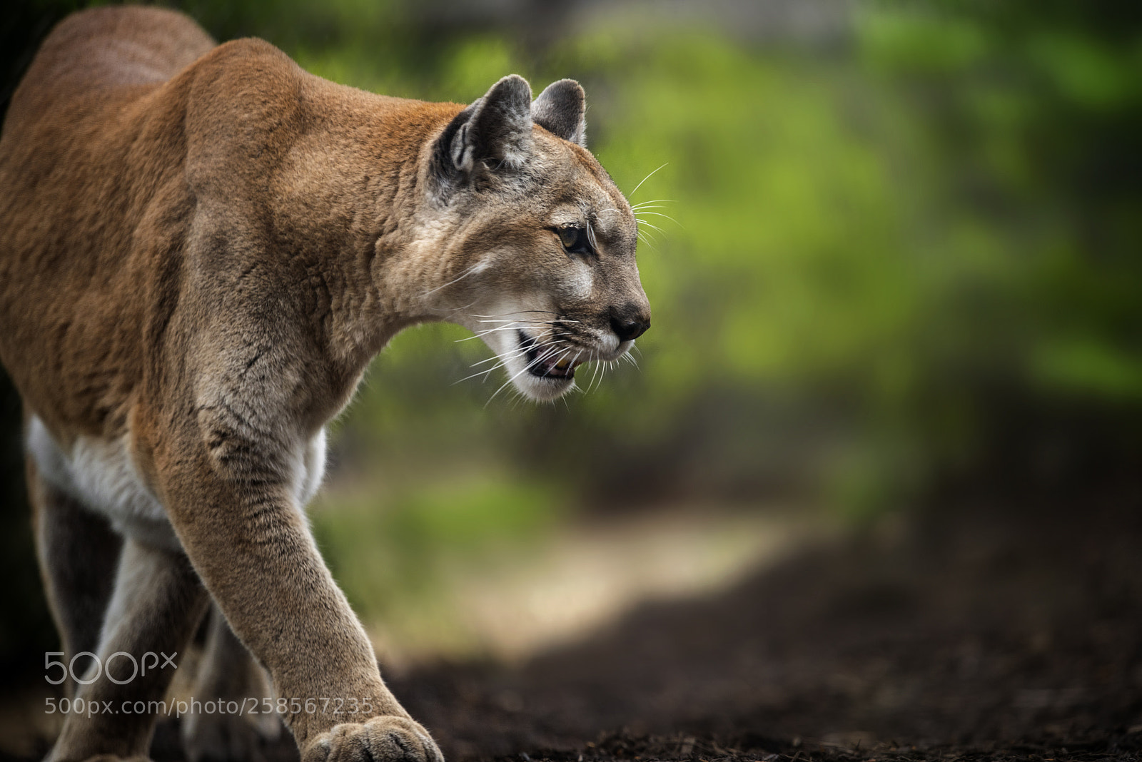 Nikon D810 sample photo. Cougar photography
