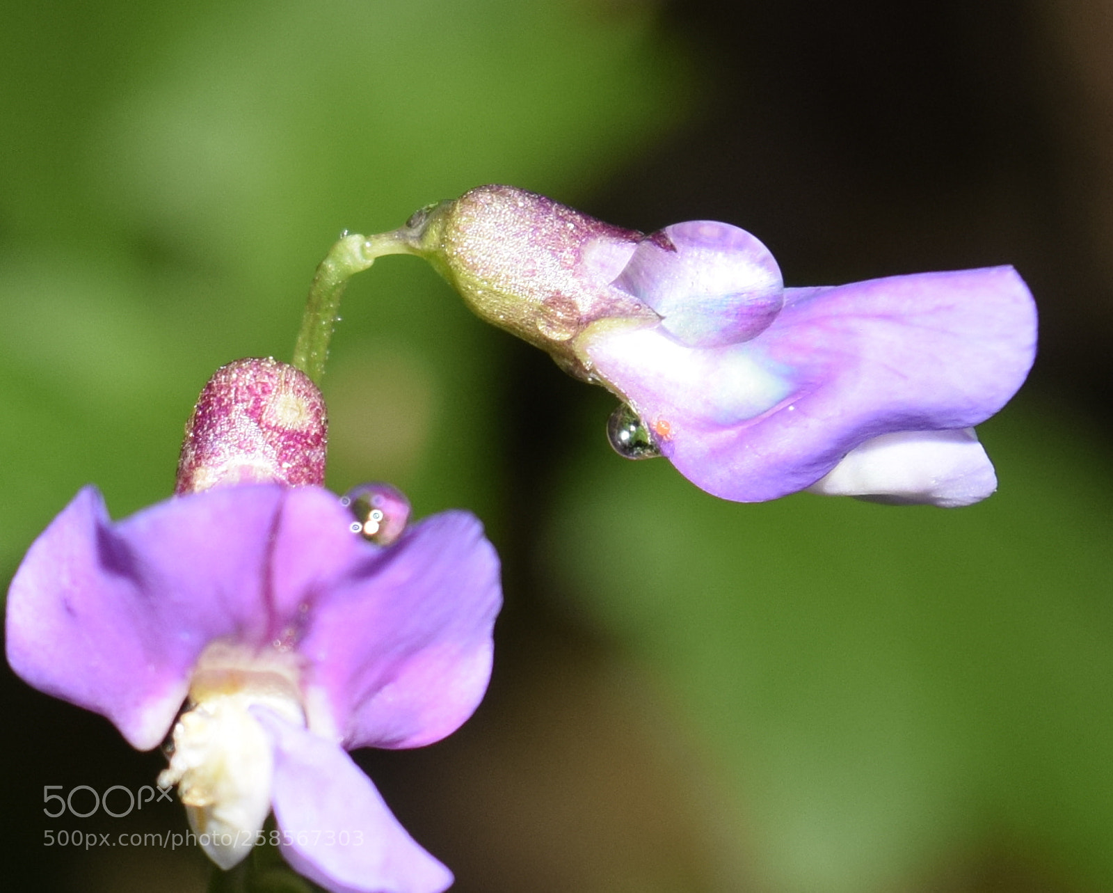 Nikon D3300 sample photo. Vicia cracca photography