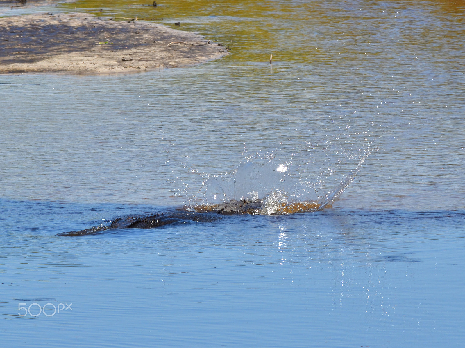 Nikon D5500 sample photo. Gator snap photography