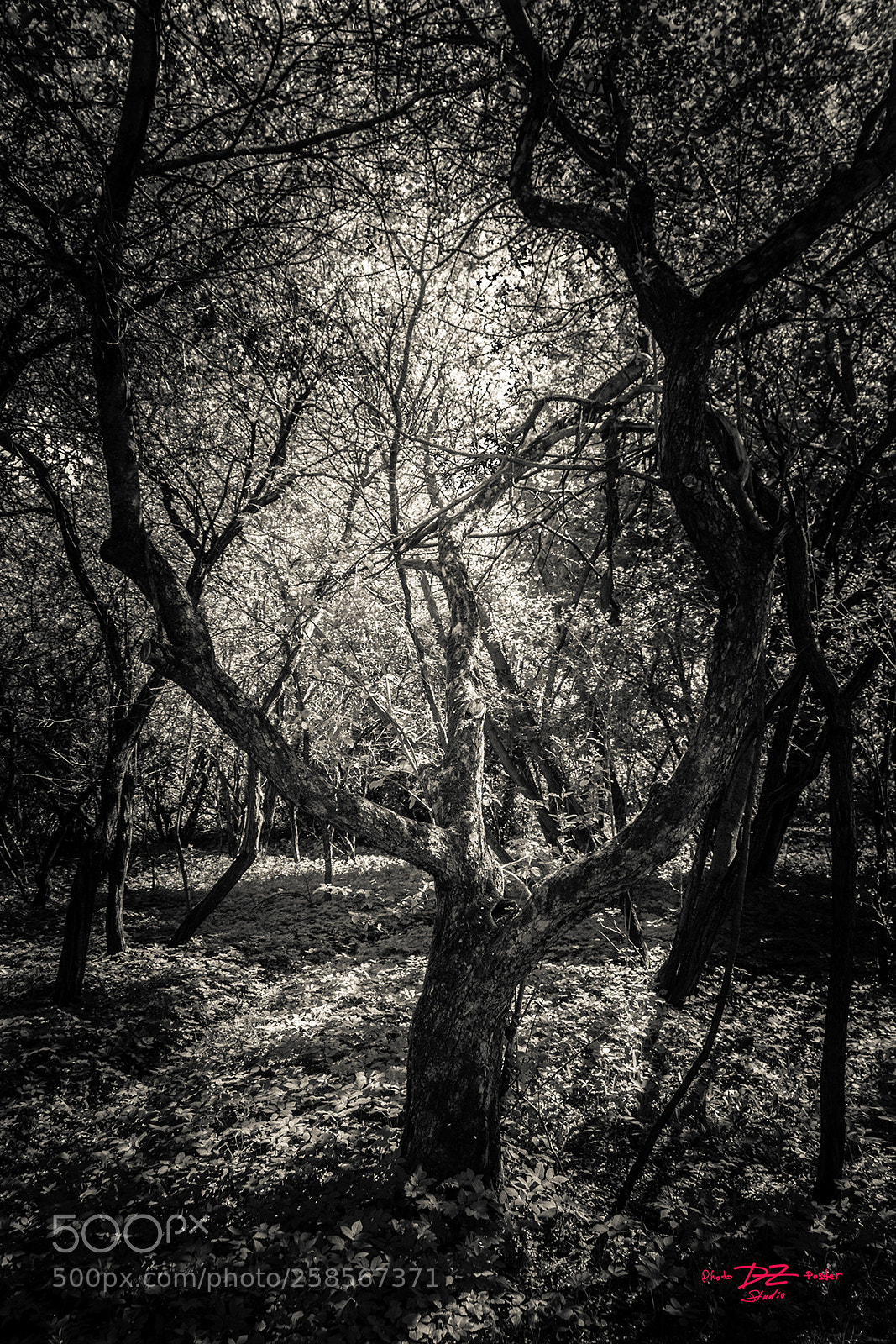 Canon EOS 50D sample photo. Fruit garden b&w photography