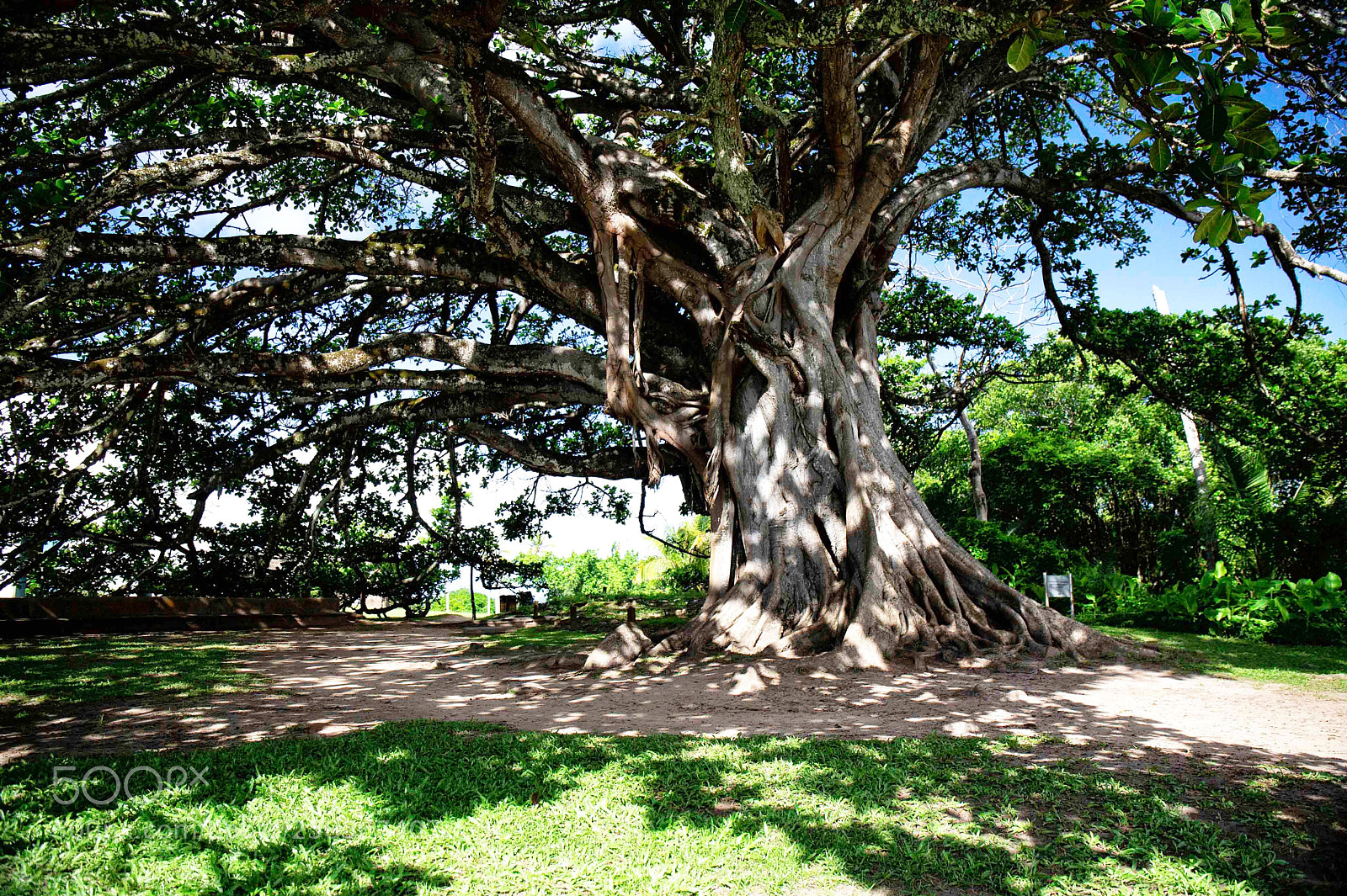 Canon EOS 6D sample photo. Life tree photography