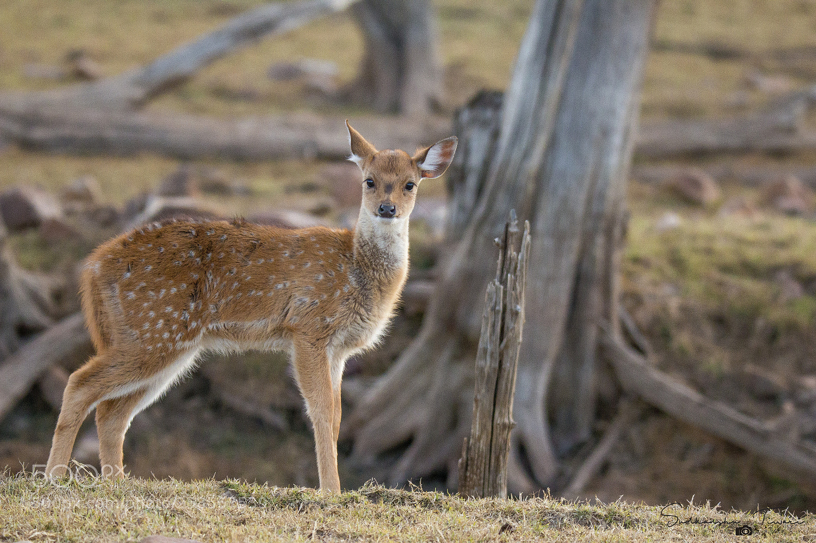 Canon EOS 70D sample photo. Spotted deer (axis axis) photography