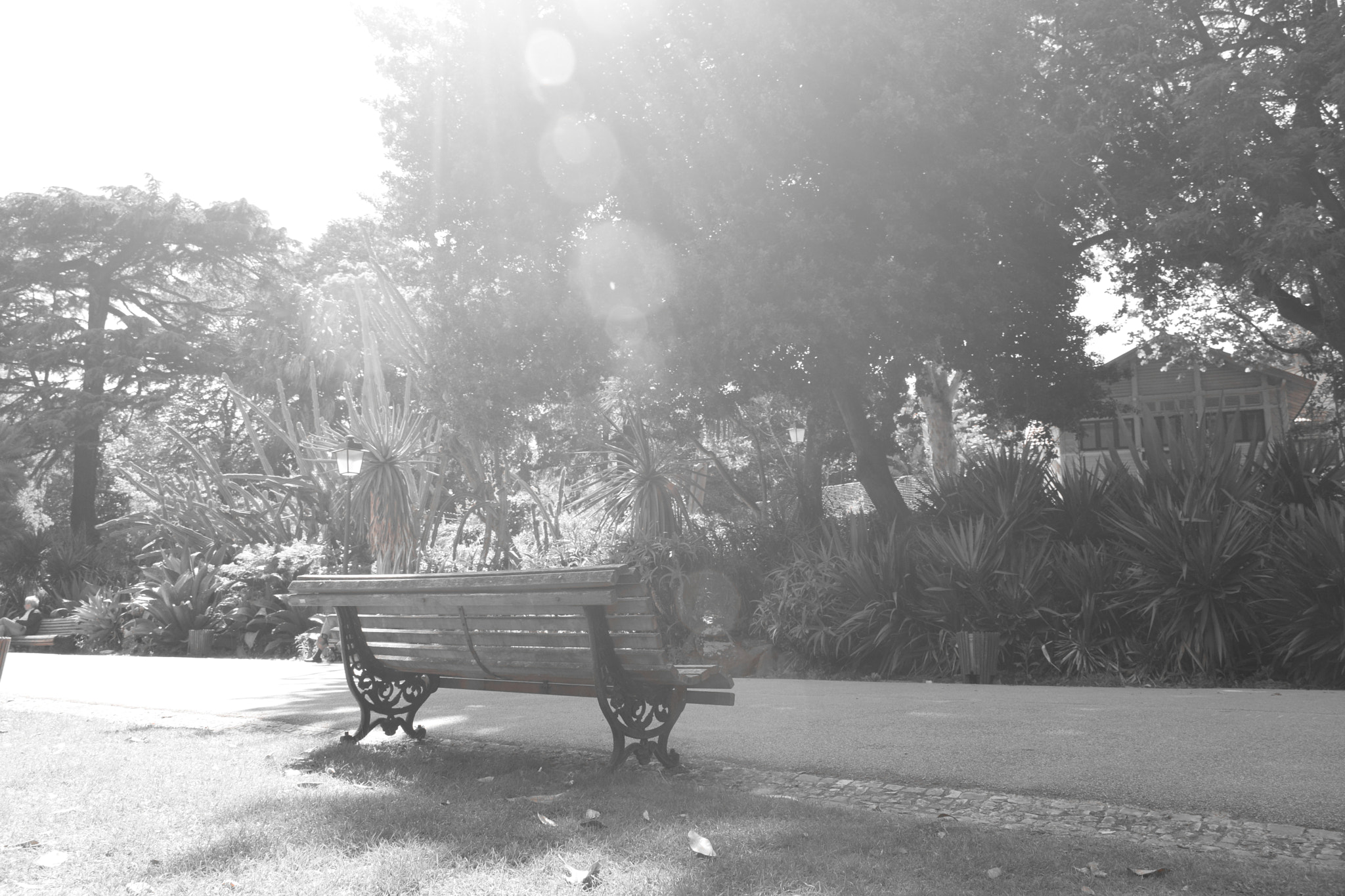 Nikon D5300 sample photo. Brown black and white photography