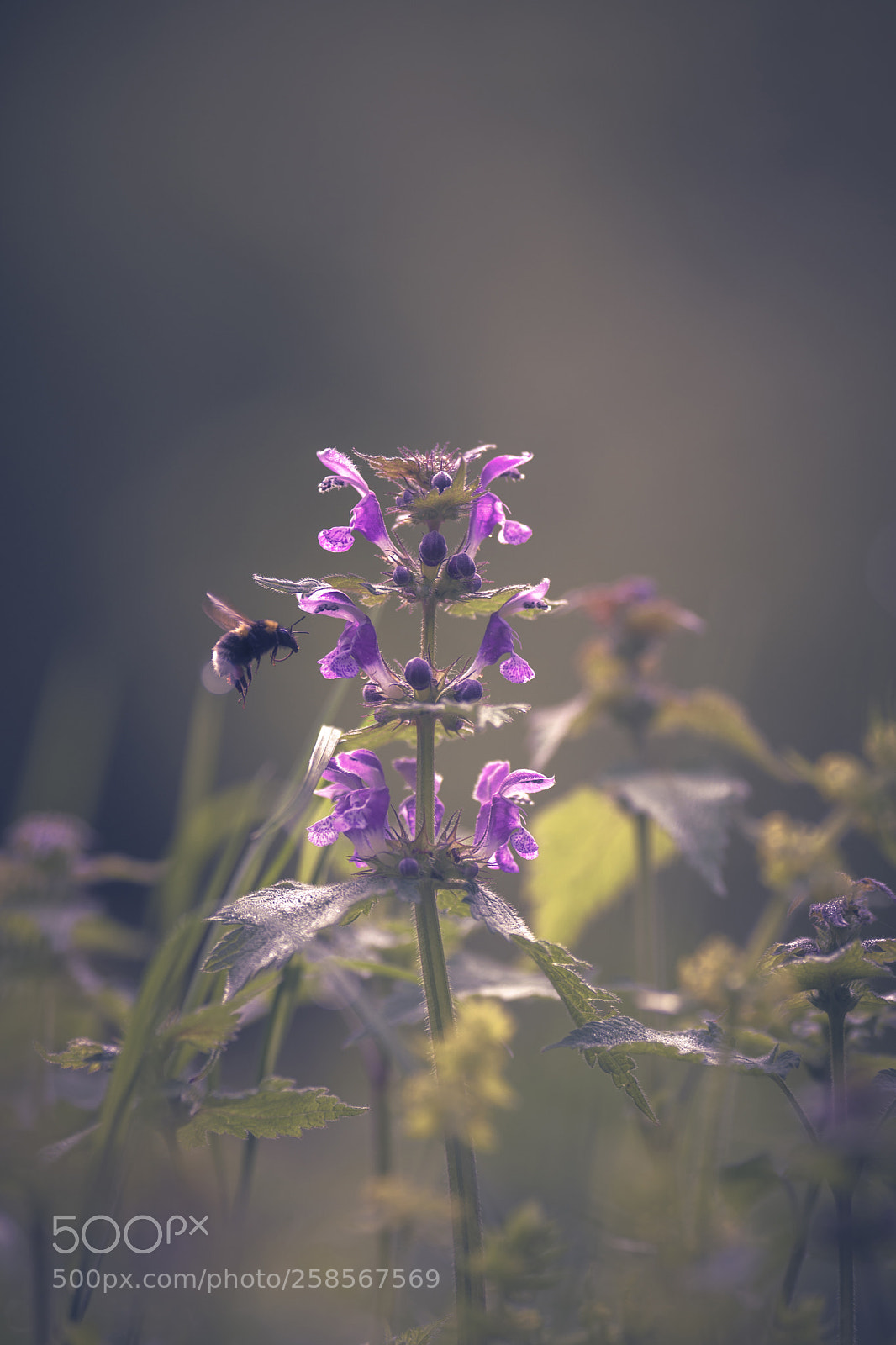 Nikon D7200 sample photo. Bee at work photography