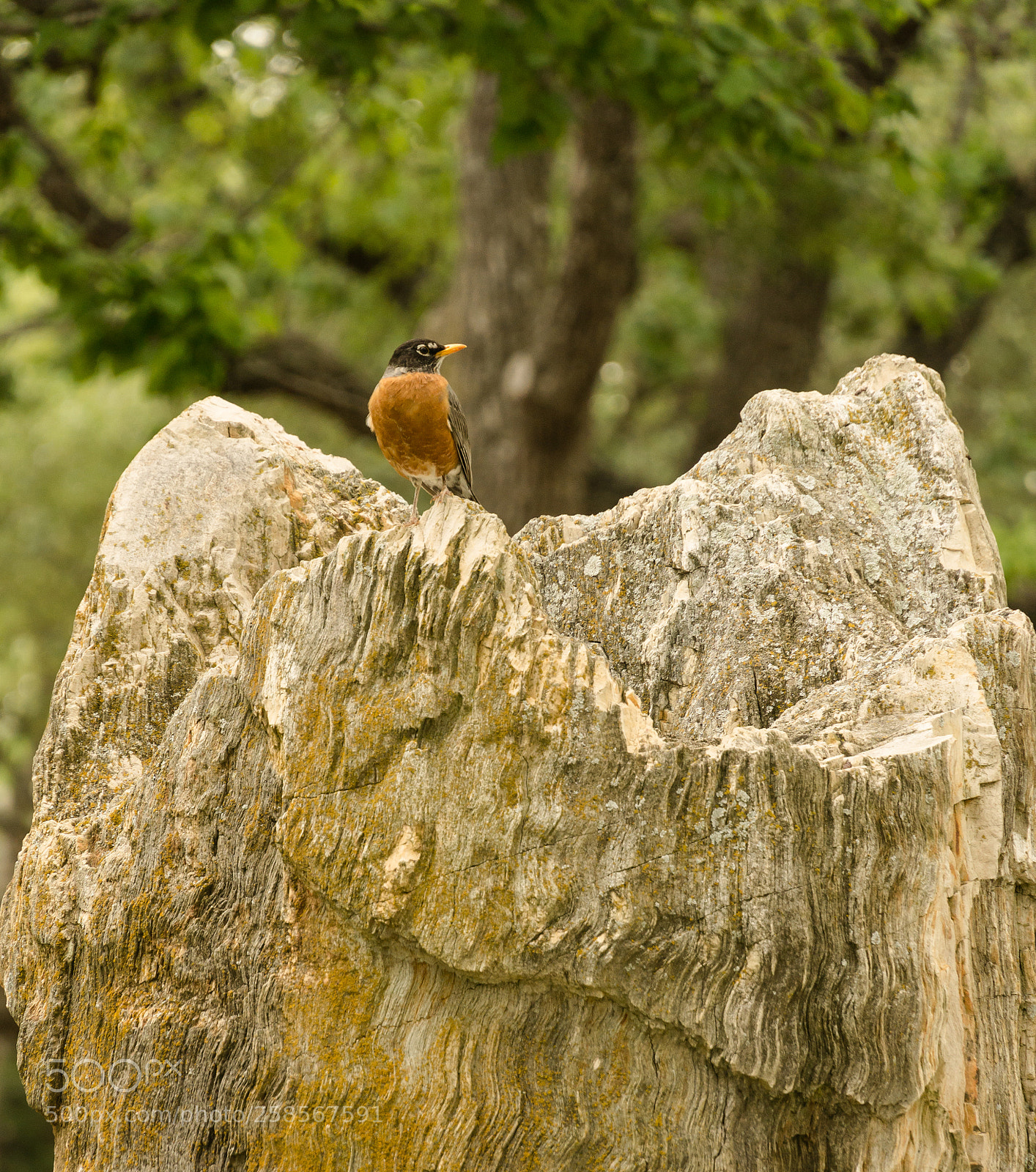 Sony a6000 sample photo. American robin photography