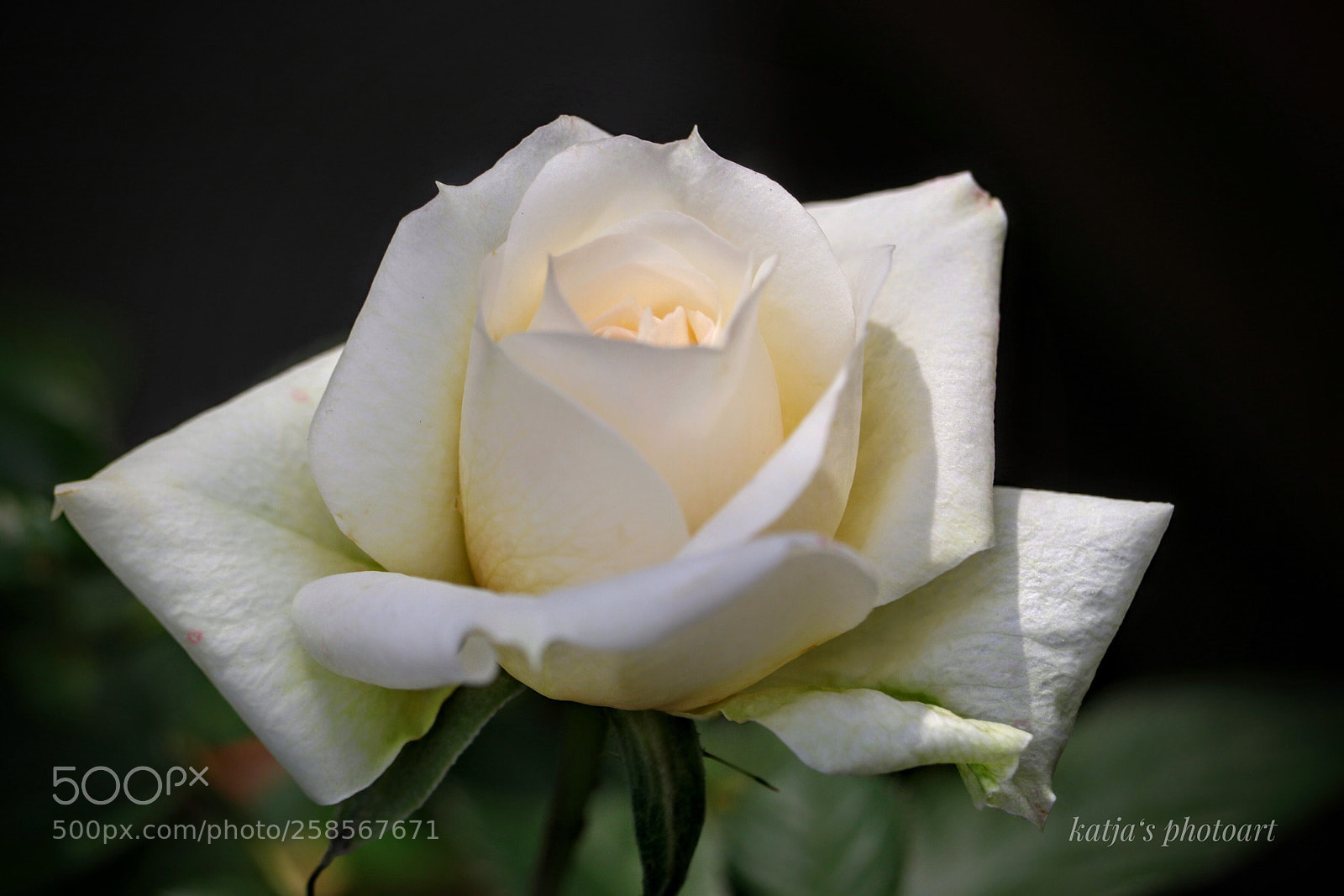 Canon EOS 80D sample photo. Rose photography