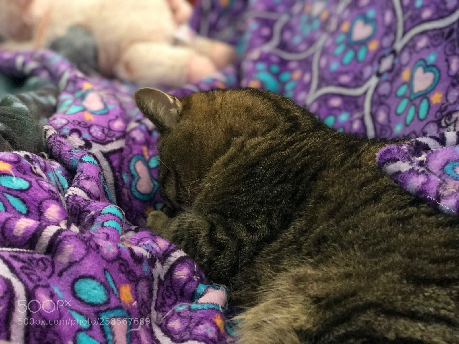 Apple iPhone 8 Plus sample photo. Naptime photography