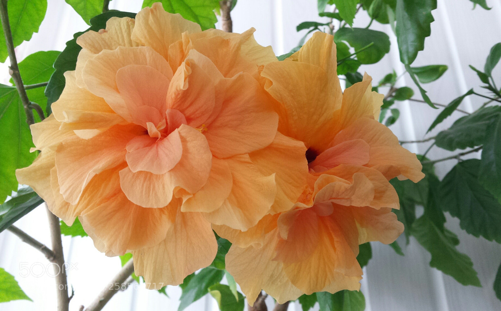 Samsung Galaxy S4 sample photo. Untitled photography