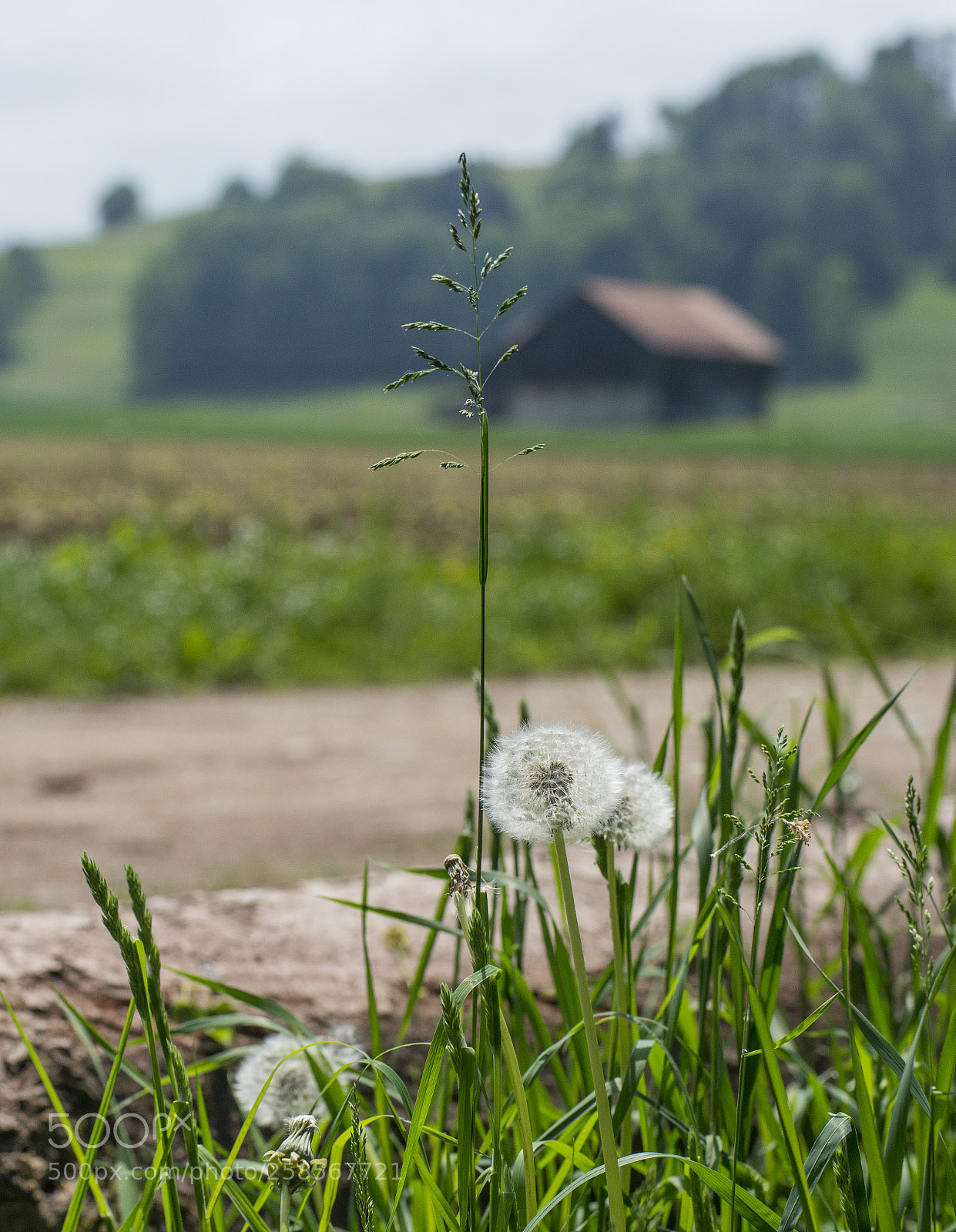 Nikon D800 sample photo. Sentier photography