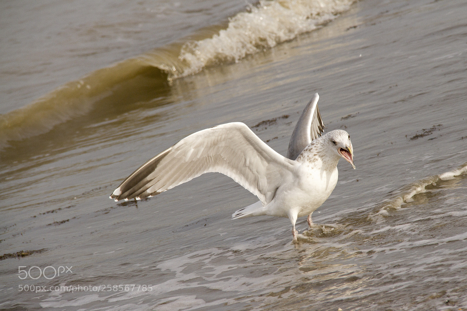 Canon EOS 7D sample photo. Gull at the beach photography