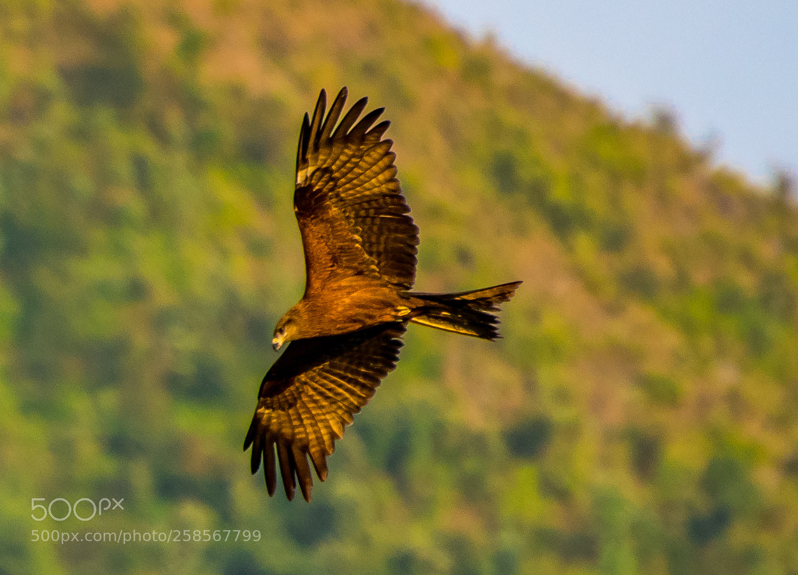 Nikon D850 sample photo. Lion of the skies photography