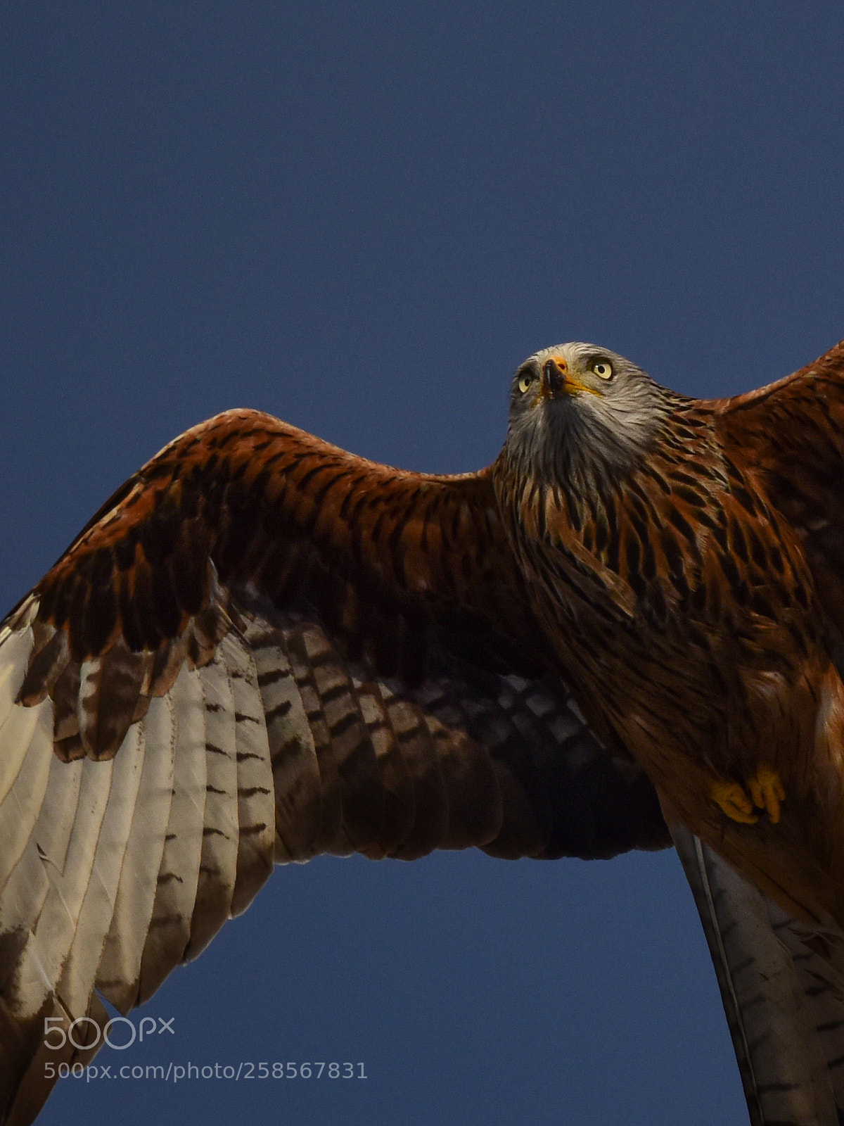 Nikon D810 sample photo. Untitled photography
