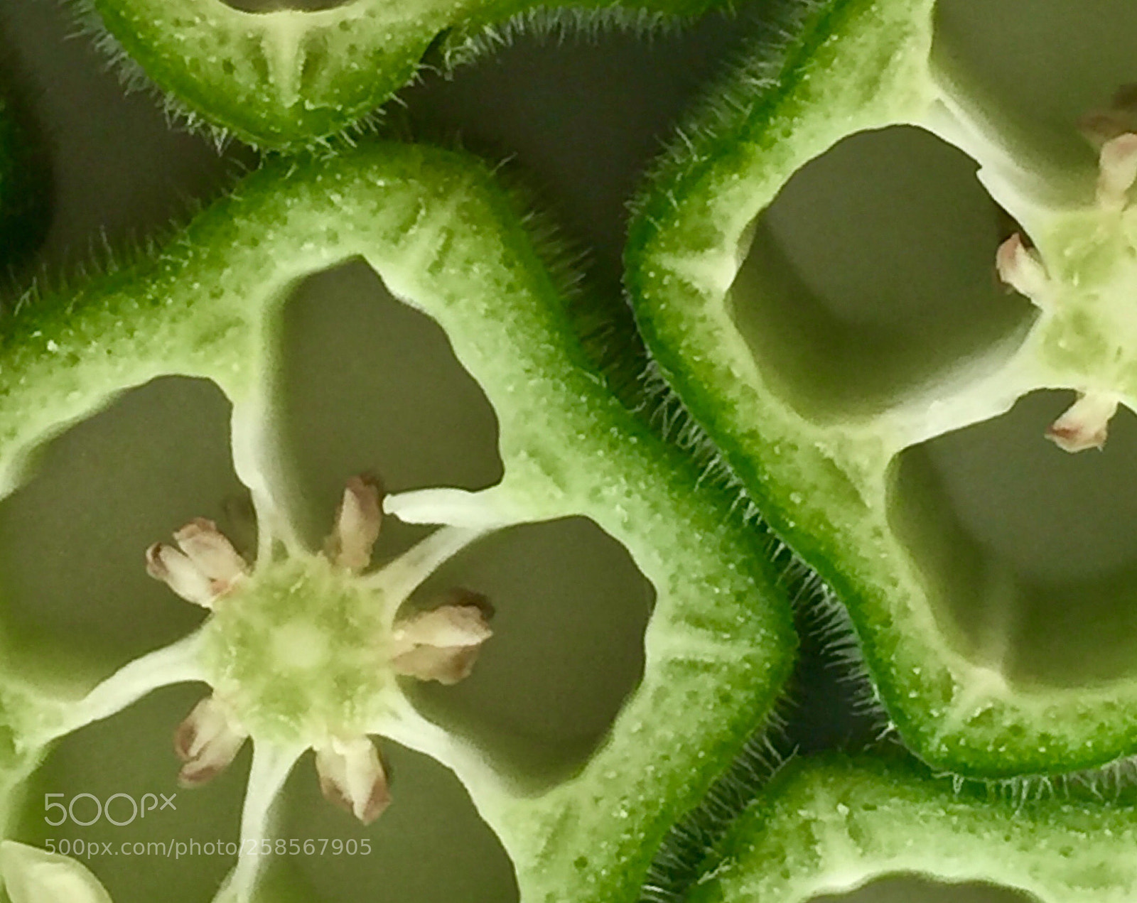Apple iPhone 6 Plus sample photo. Okra photography