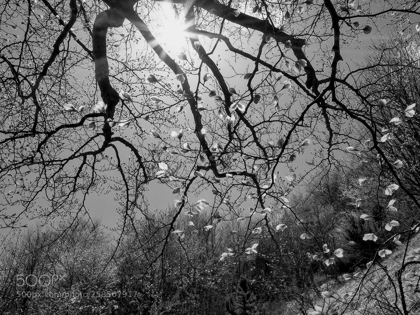 Olympus OM-D E-M5 II sample photo. Branches... photography
