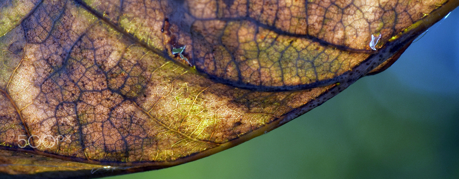 Nikon D5300 sample photo. Dead leaf photography