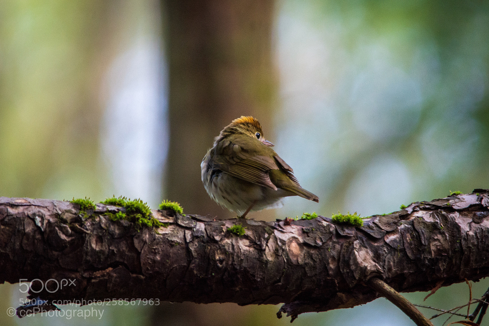 Nikon D7100 sample photo. Ovenbird photography