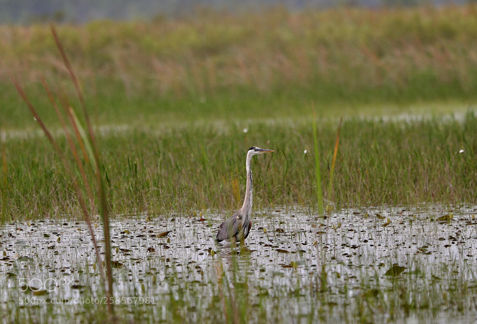 Canon EOS-1D X Mark II sample photo. 05-19-18-0018822.jpg photography