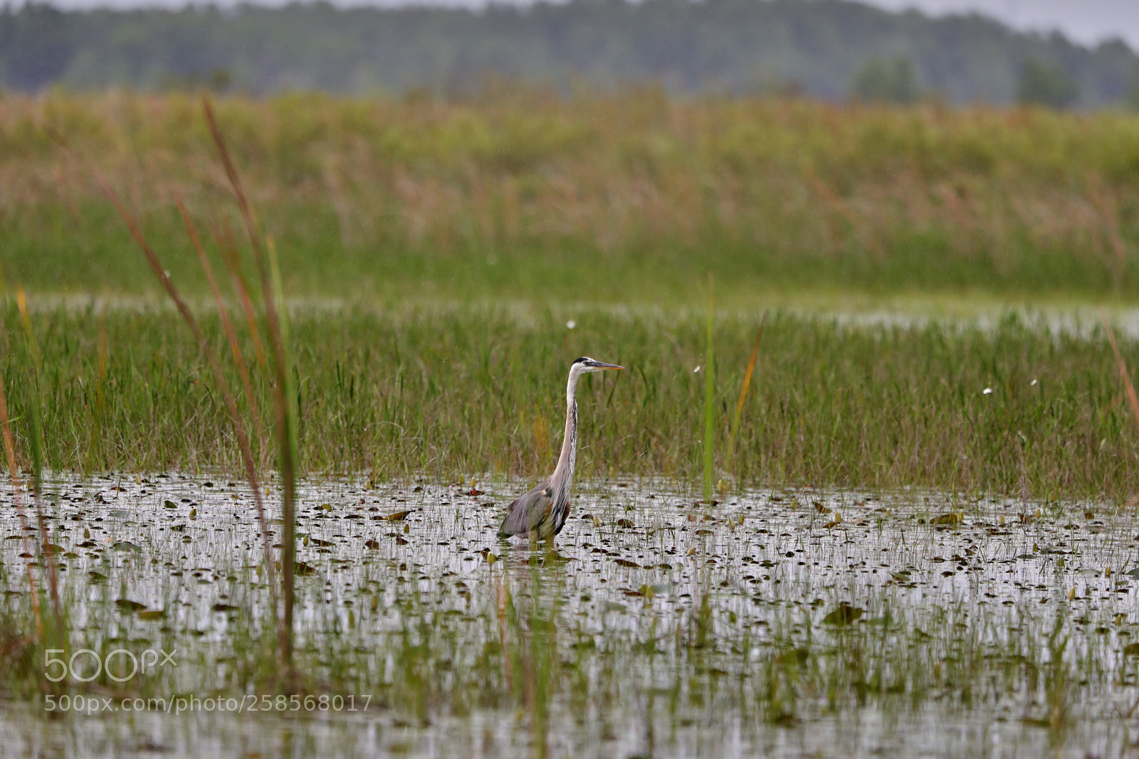 Canon EOS-1D X Mark II sample photo. 05-19-18-0018821.jpg photography