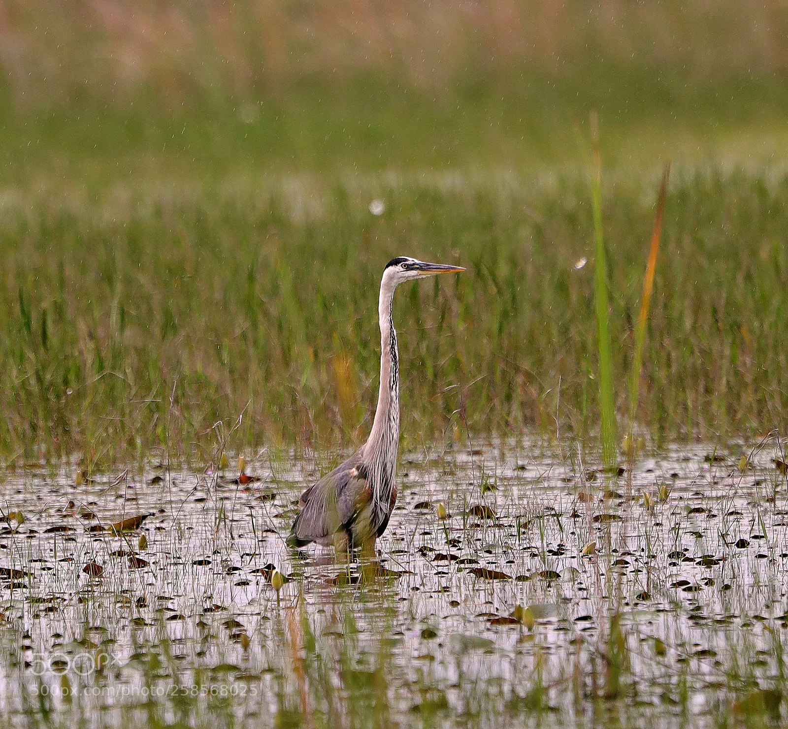Canon EOS-1D X Mark II sample photo. 05-19-18-0018818.jpg photography