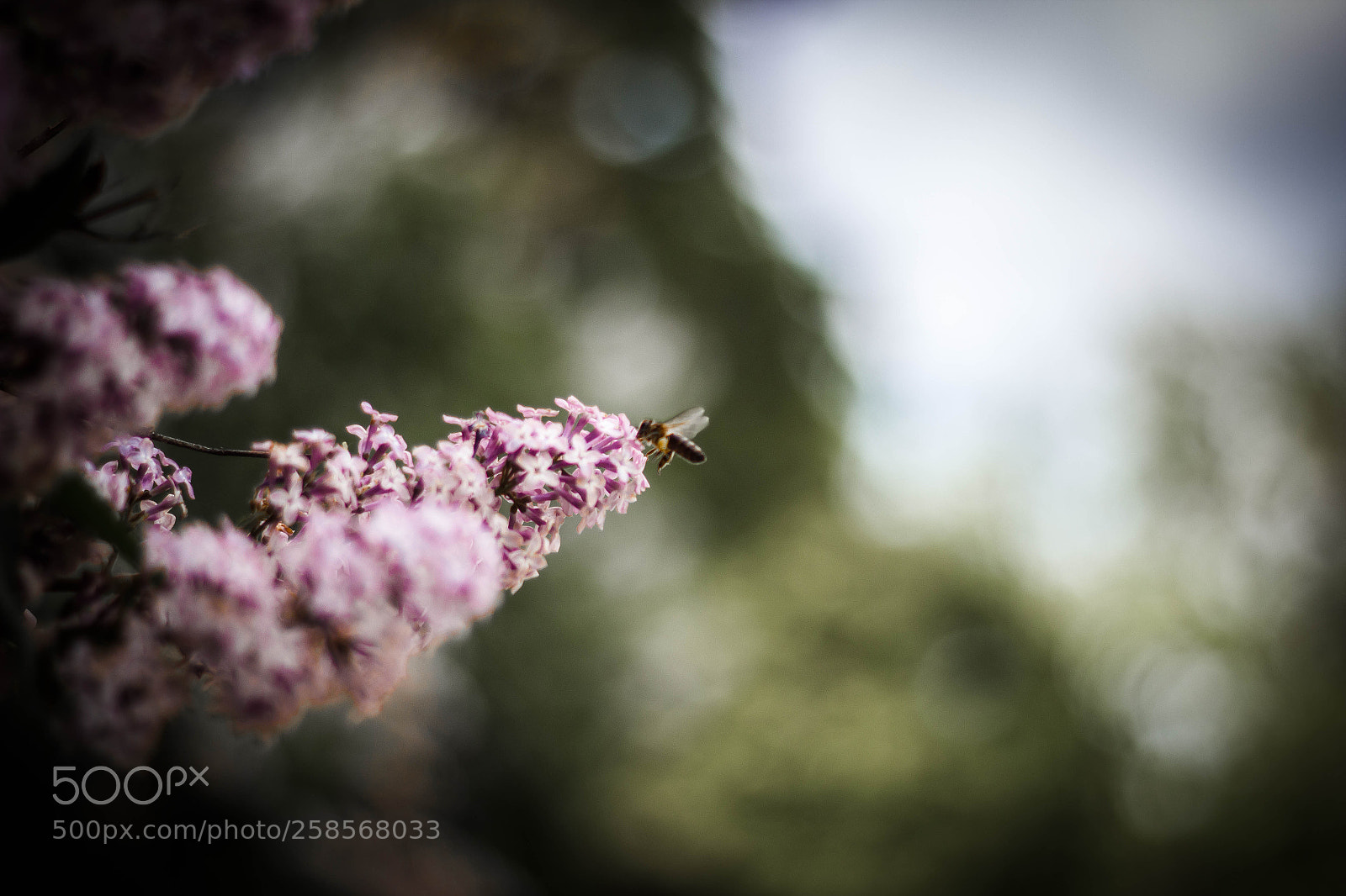 Canon EOS 600D (Rebel EOS T3i / EOS Kiss X5) sample photo. Liliac & bee photography