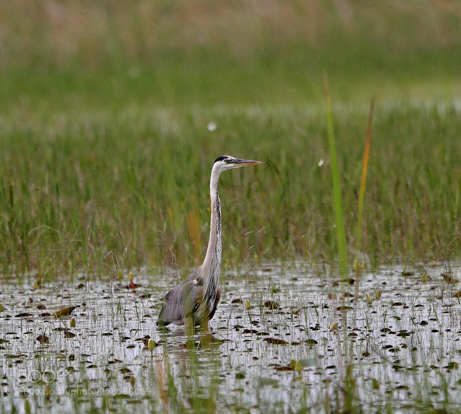 Canon EOS-1D X Mark II sample photo. 05-19-18-0018817.jpg photography