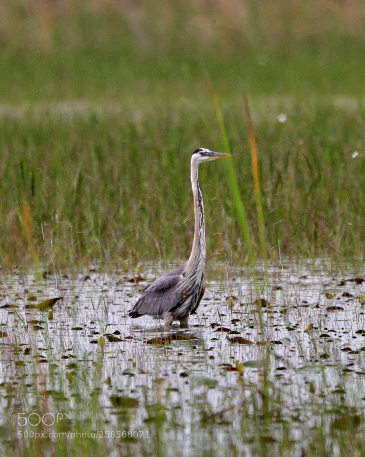 Canon EOS-1D X Mark II sample photo. 05-19-18-0018814.jpg photography