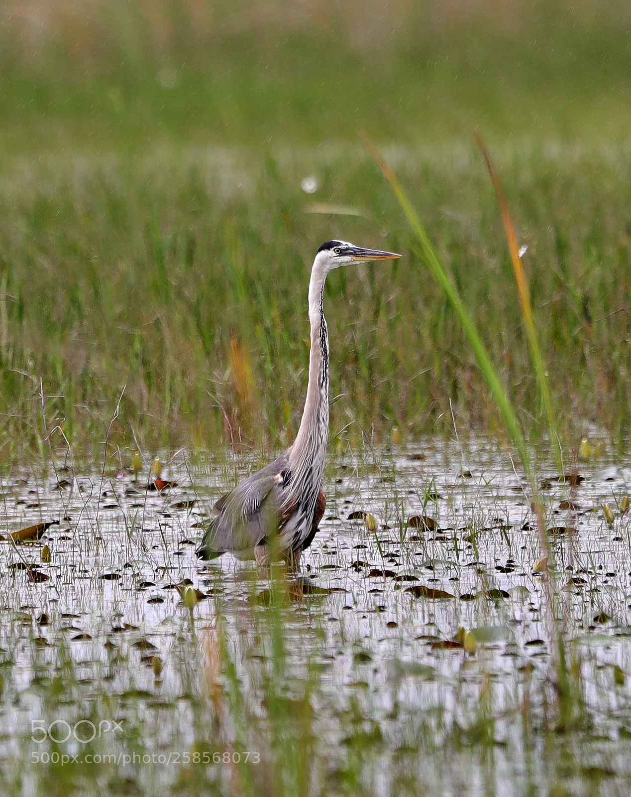 Canon EOS-1D X Mark II sample photo. 05-19-18-0018816.jpg photography