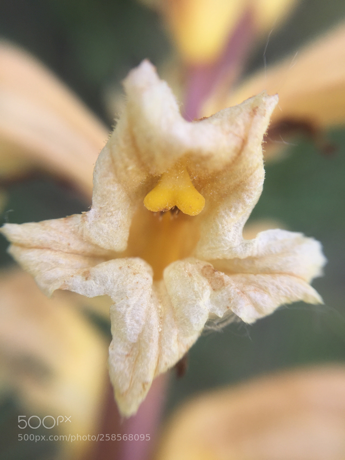 Apple iPhone 6 sample photo. Untitled photography