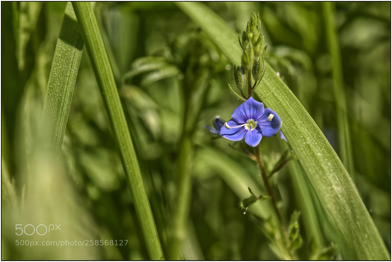 Nikon D3300 sample photo. …something about spring – iv... photography
