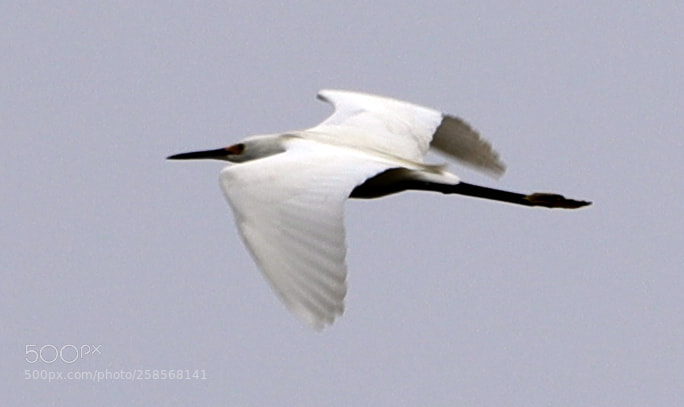 Canon EOS-1D X Mark II sample photo. 05-19-18-0018805.jpg photography