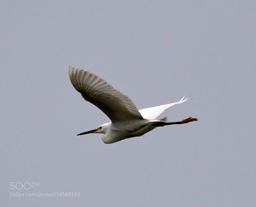 Canon EOS-1D X Mark II sample photo. 05-19-18-0018800.jpg photography