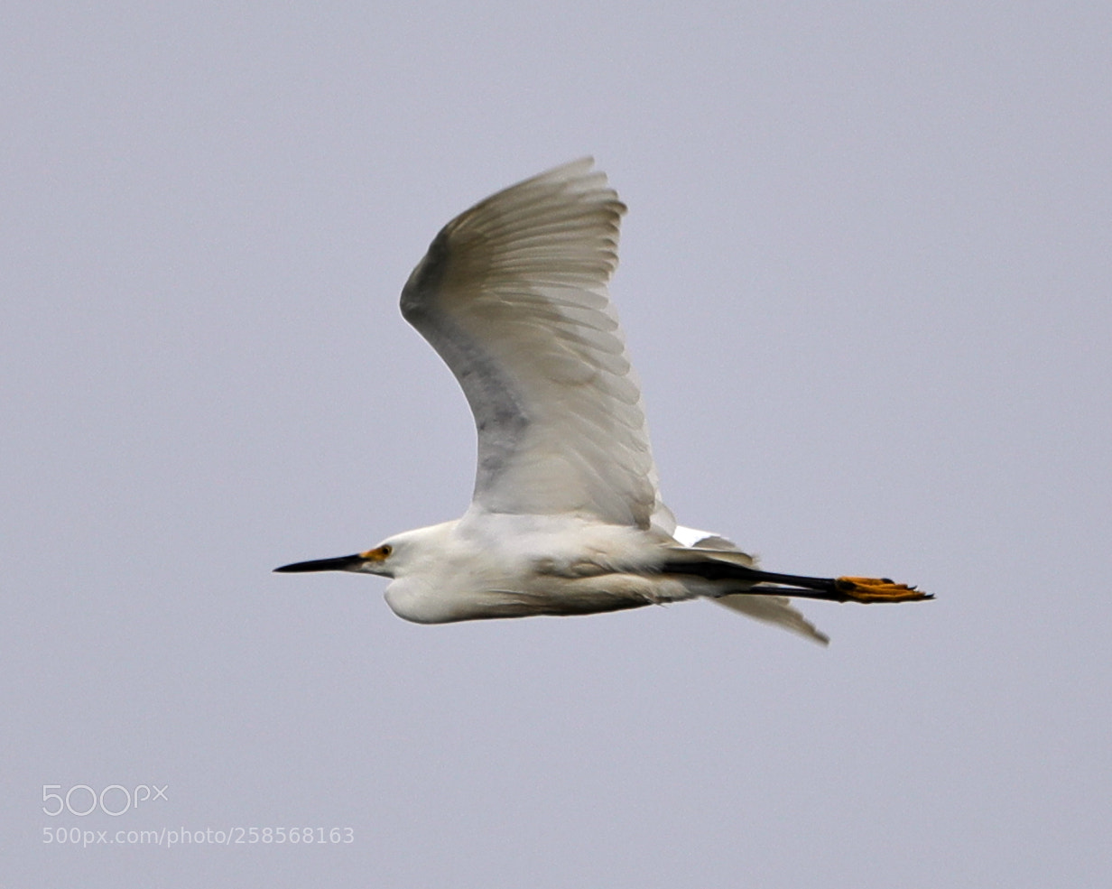Canon EOS-1D X Mark II sample photo. 05-19-18-0018795.jpg photography