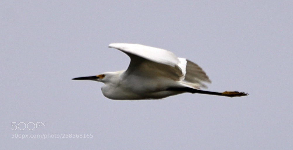 Canon EOS-1D X Mark II sample photo. 05-19-18-0018792.jpg photography