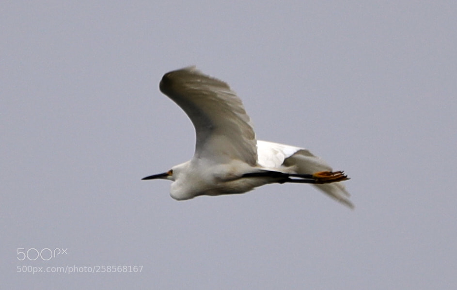 Canon EOS-1D X Mark II sample photo. 05-19-18-0018788.jpg photography