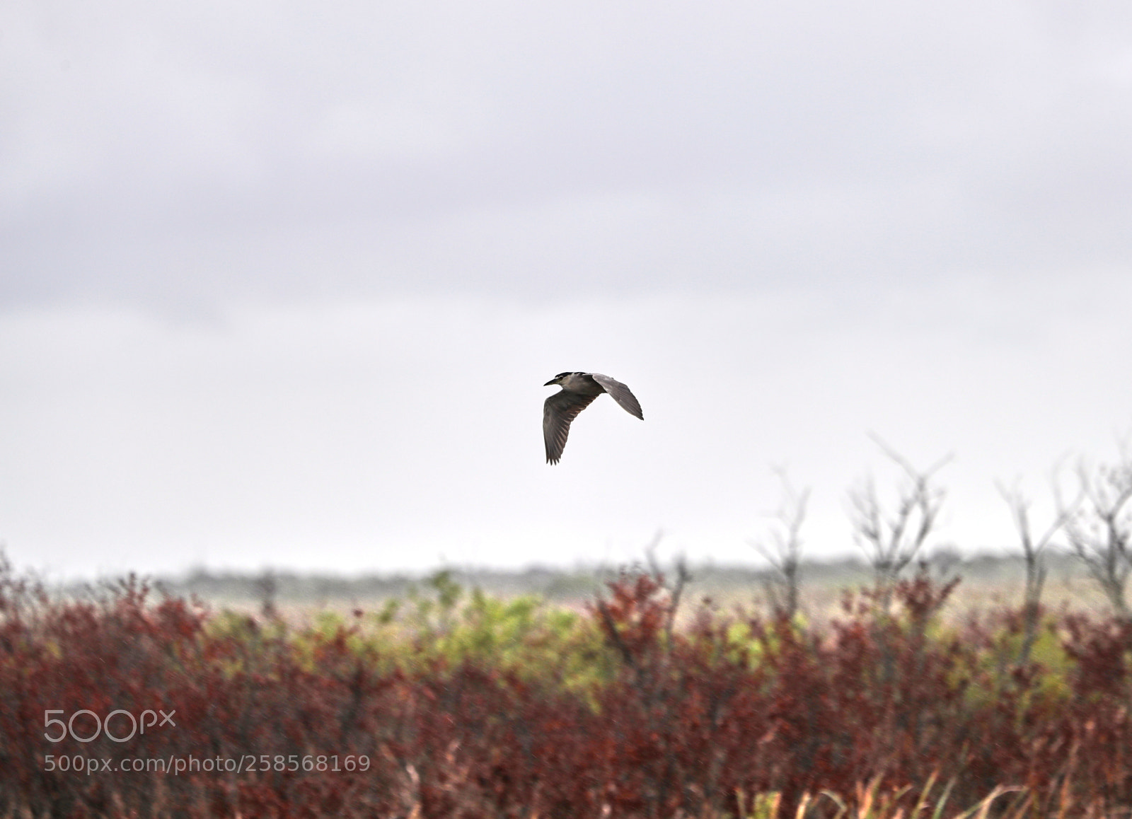 Canon EOS-1D X Mark II sample photo. 05-19-18-0018765.jpg photography