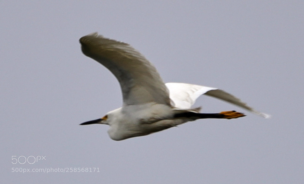Canon EOS-1D X Mark II sample photo. 05-19-18-0018794.jpg photography