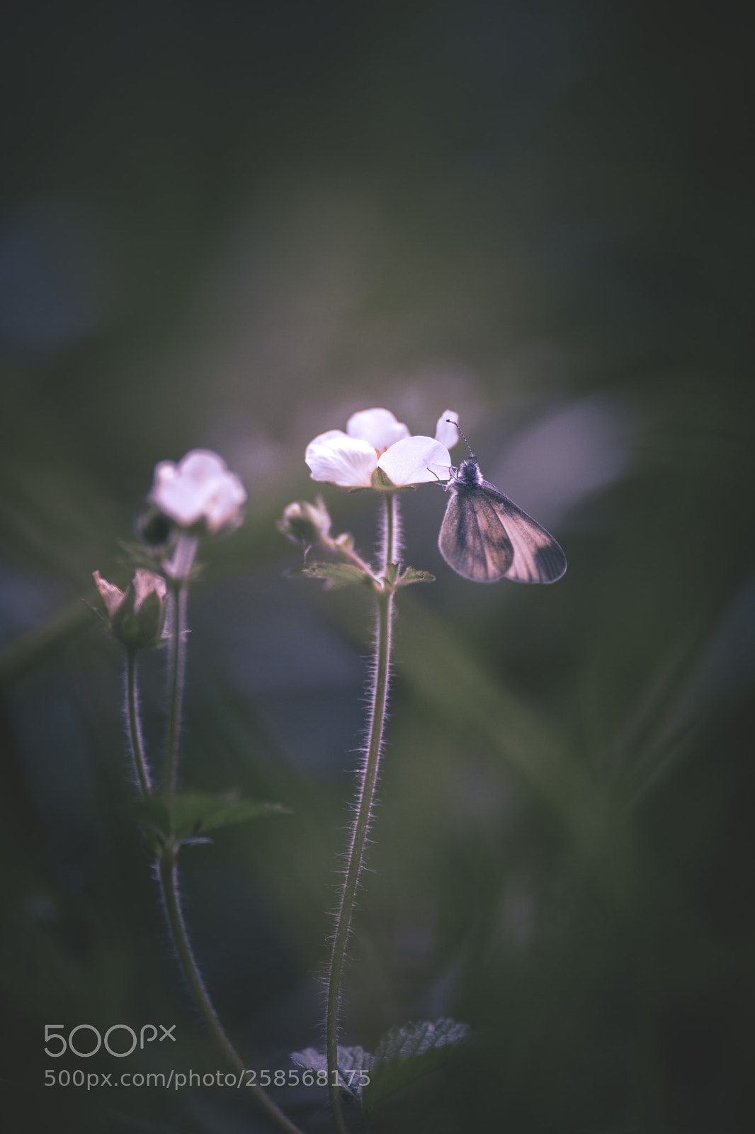 Nikon D7200 sample photo. Butterfly photography