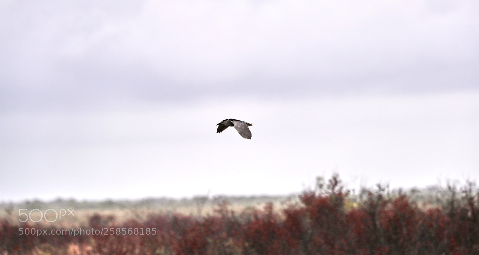 Canon EOS-1D X Mark II sample photo. 05-19-18-0018764.jpg photography