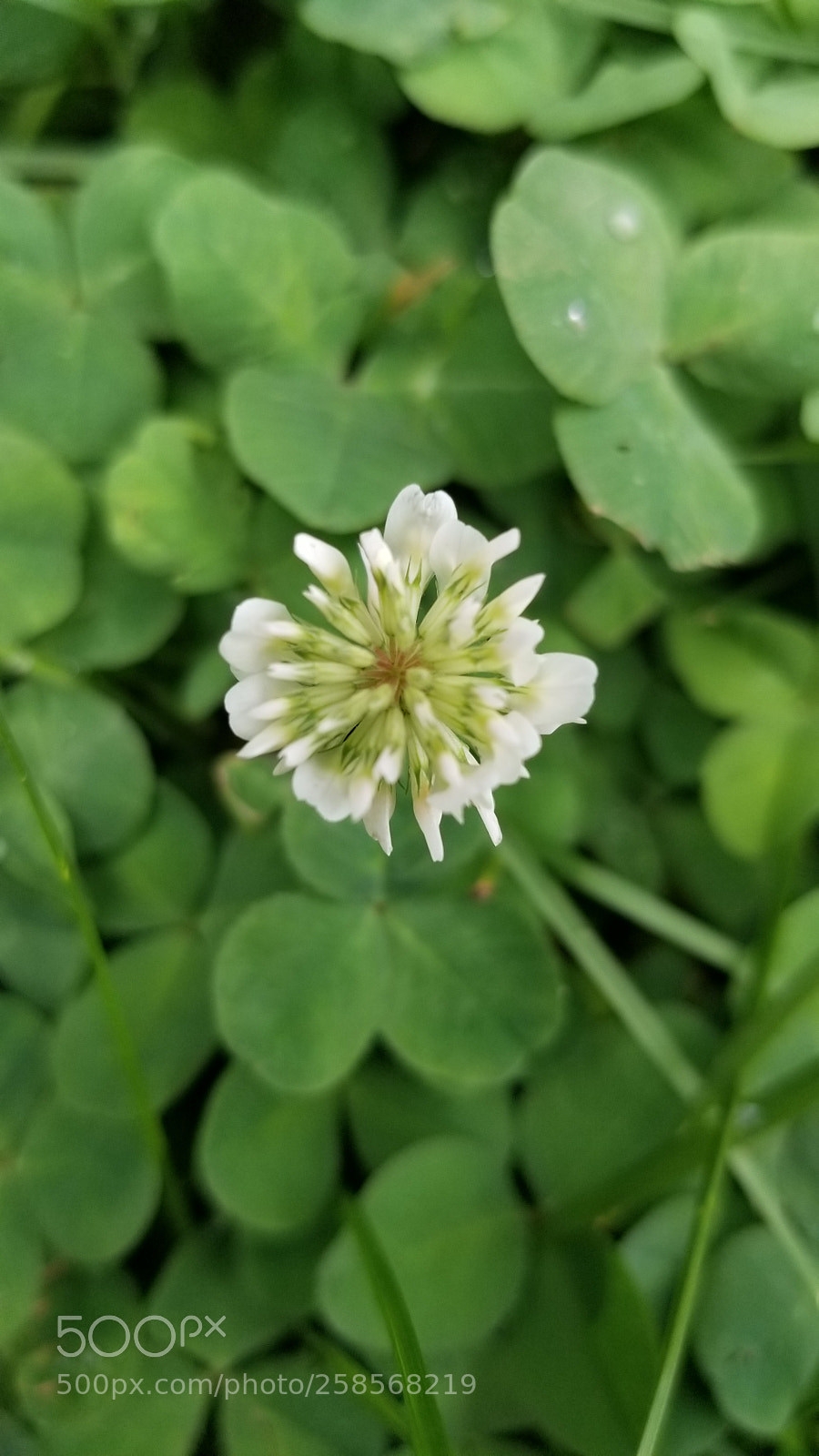 Samsung Galaxy S8 sample photo. JardÍn photography