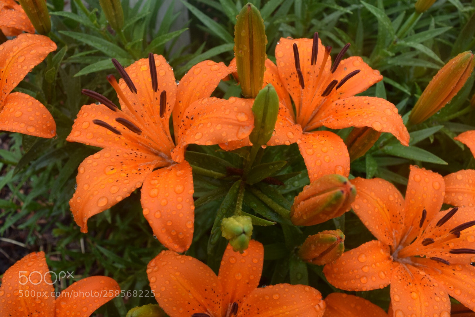 Nikon D3300 sample photo. Asiatic lilies photography