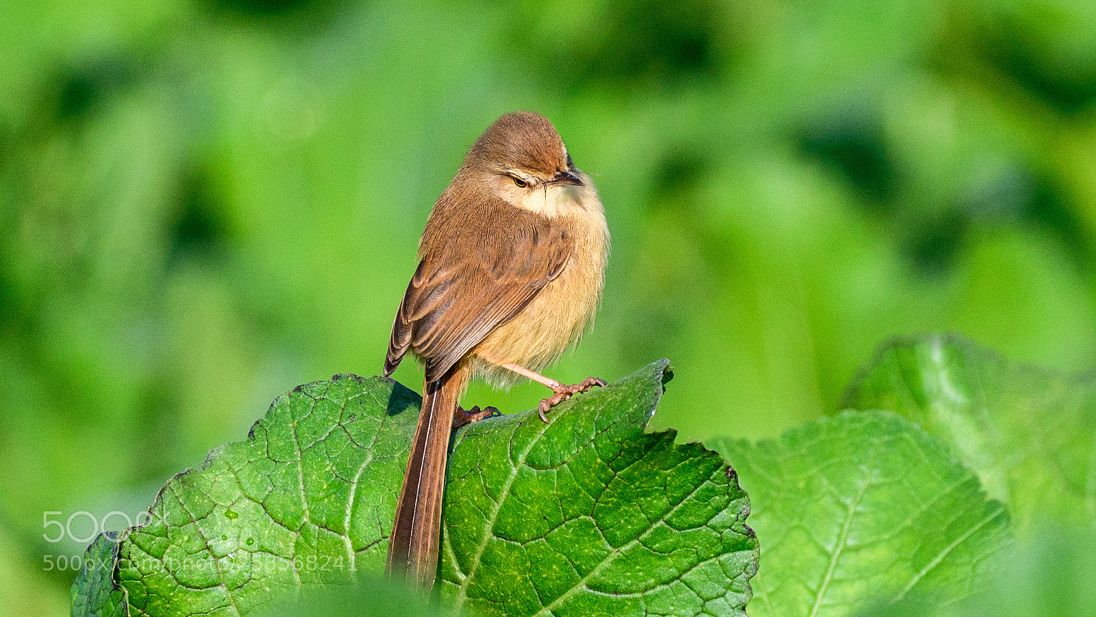 Nikon D500 sample photo. Plain prinia photography
