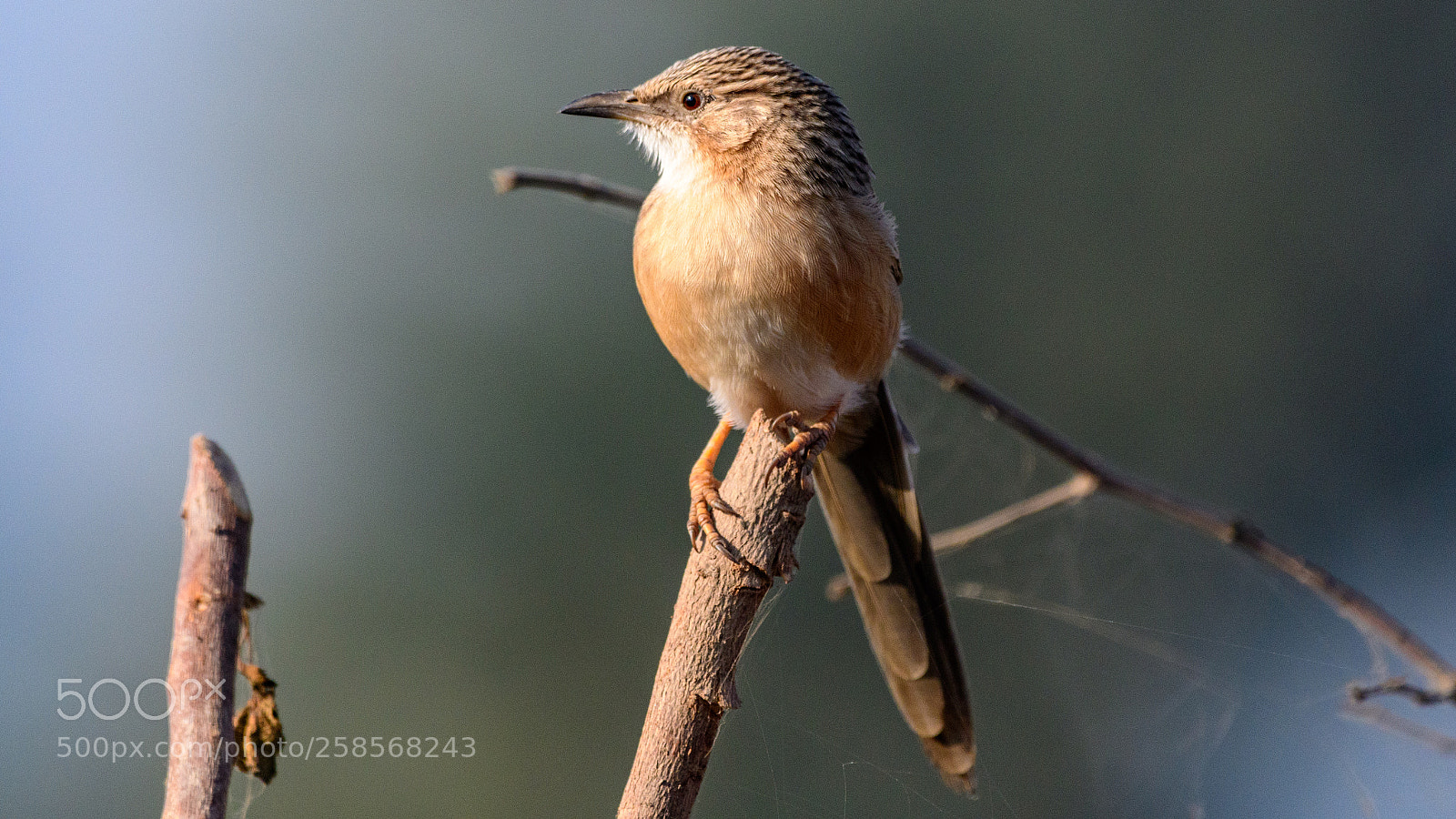 Nikon D500 sample photo. Common babbler photography