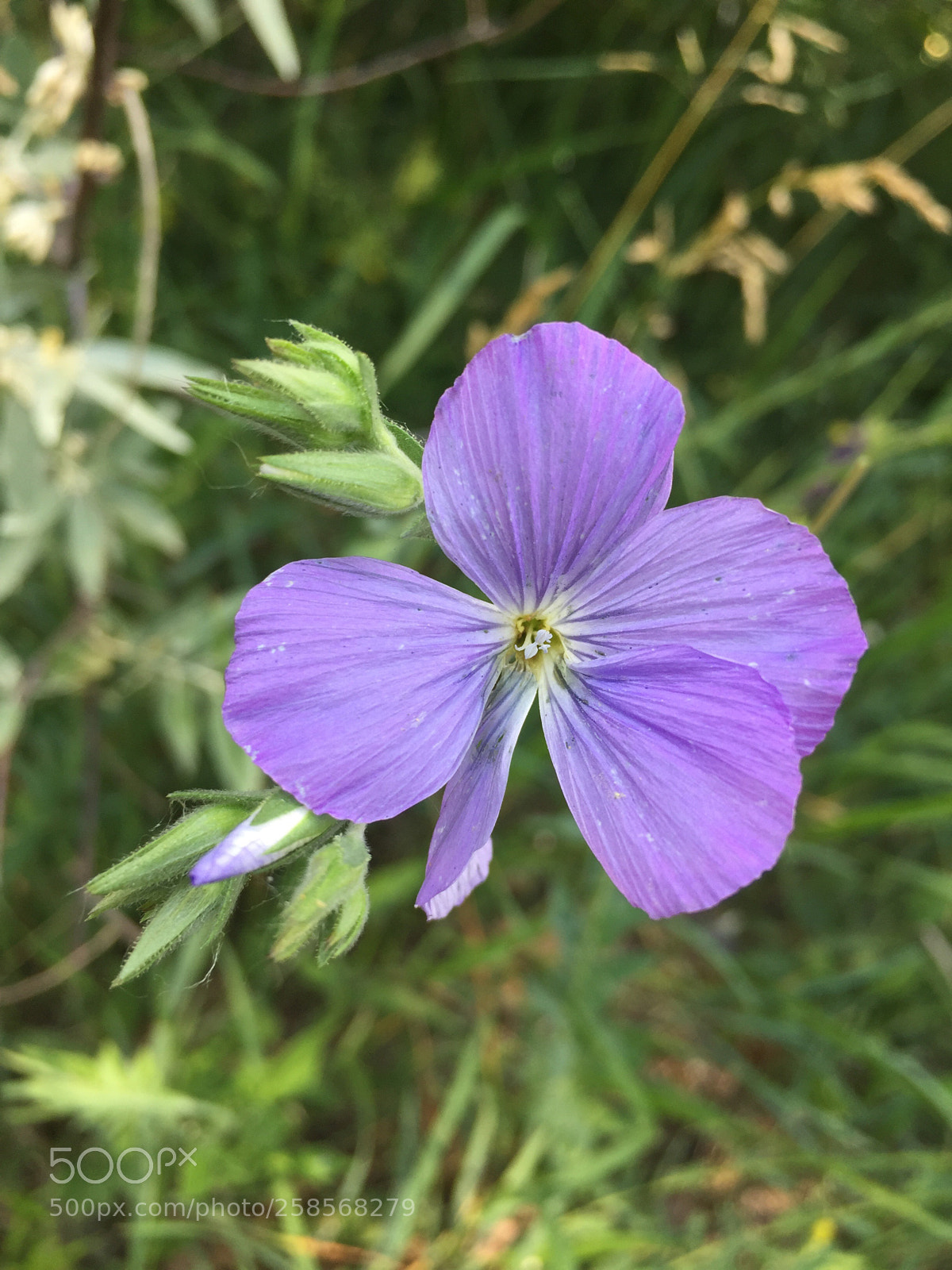 Apple iPhone 6 sample photo. Untitled photography