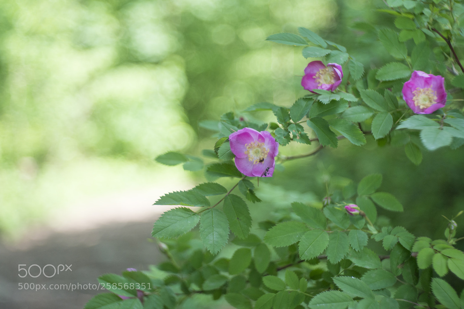 Nikon D800 sample photo. Sentier photography