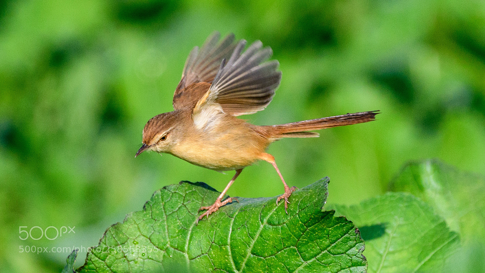 Nikon D500 sample photo. Plain prinia photography