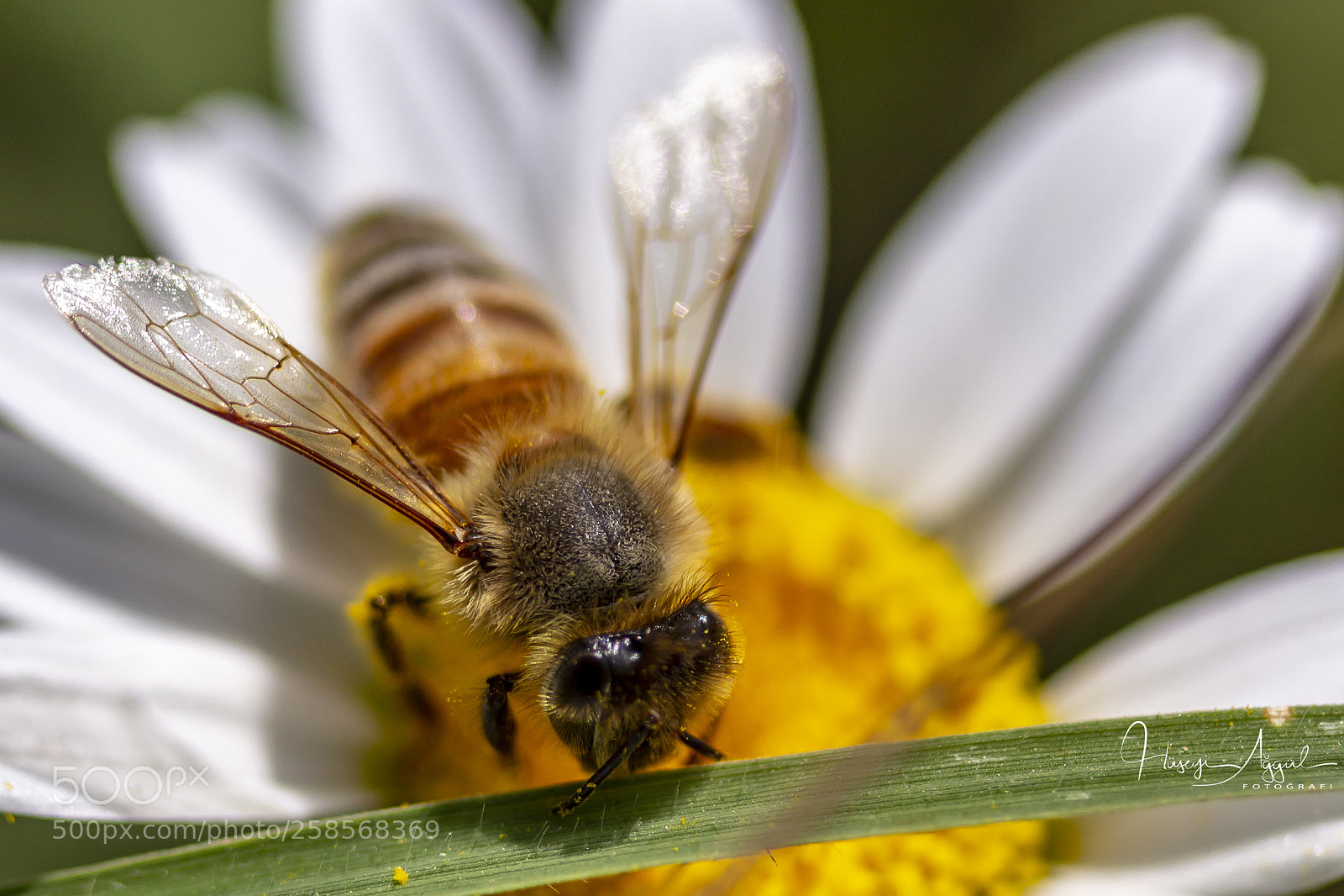 Canon EOS 60D sample photo. Bee photography